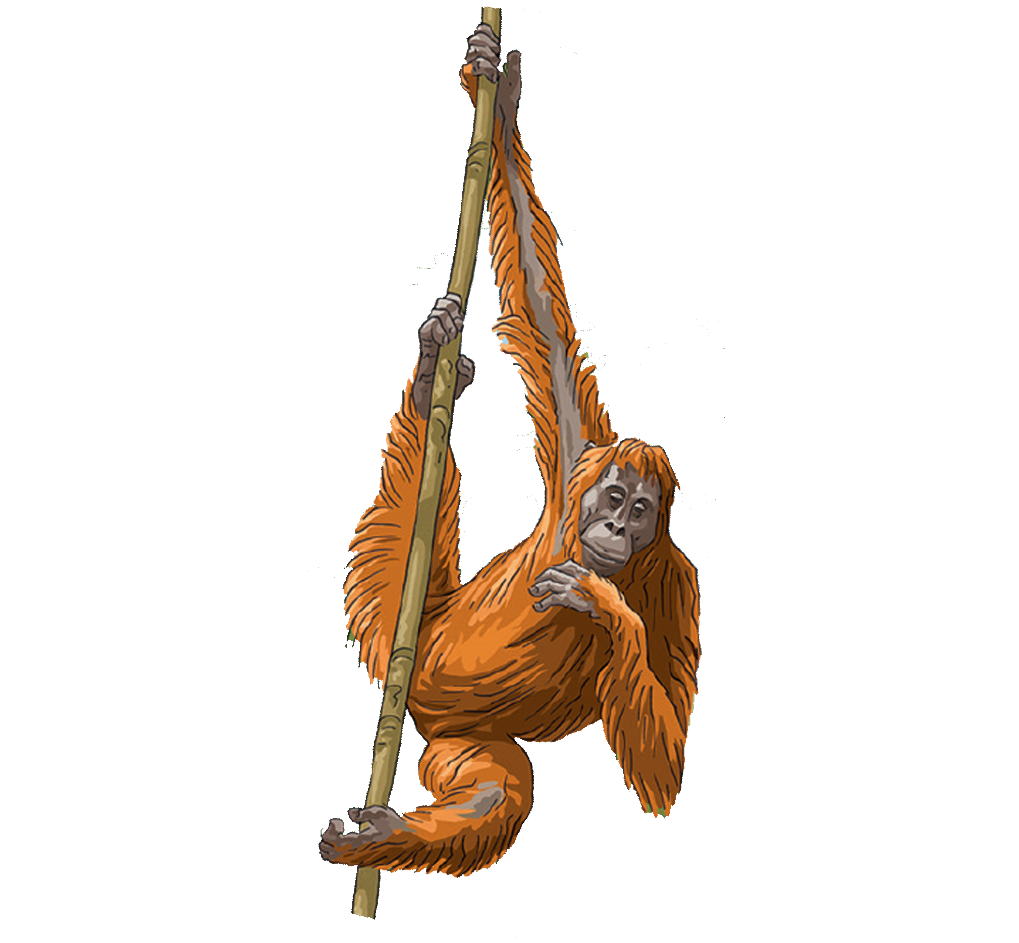 monkey2